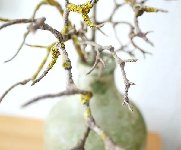 De Aire Country 別荘